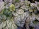 Heuchera "Green Spice"