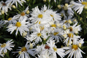 Aster novi-belgii "Zauberspiel"