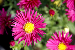 Aster novi-belgii "Winston Churchill" osiąga 90 cm wysokości i kwitnie we wrześniu - pażdzierniku. Pasuje do słoneczniczków (Heliopsis), sadźca (Eupatorium) i prosa (Panicum)  