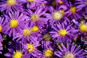 Aster novi - belgii "Violetta"