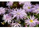 Aster novi - belgii "Rosenquarz"