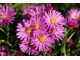 Aster novi - belgii "Rosa Perle"