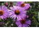 Aster novae - angliae "Barr's Pink"