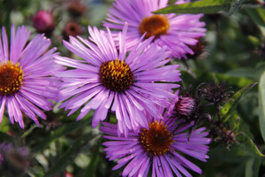 Aster novae - angliae "Barr's Pink"