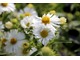 Aster novae - angliae "Herbstschnee"