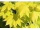 Acer shirasawanum 'Aureum' ma jaskrawo ubarwione liście o pięknym kształcie