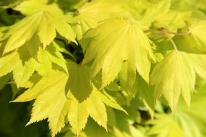 Acer shirasawanum 'Aureum' ma jaskrawo ubarwione liście o pięknym kształcie