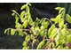 Acer shirasawanum 'Aureum' - młode listki w maju