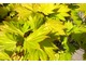 Acer shirasawanum 'Aureum' późnym latem