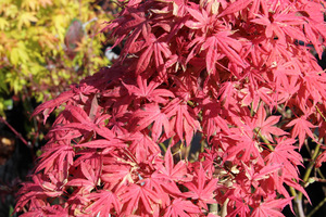 Acer palmatum 'Geisha'