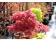 Acer palmatum 'Geisha', w tle żółty Acer shirasawanum 'Aureum'