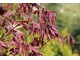 Acer palmatum 'Fireglow'