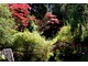 Klony  w ogrodach w stylu japońskim są wręcz koniecznością