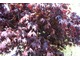 Acer palmatum  'Atropurpureum' 