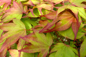 Acer palmatum 'Chitoseyama' - liście