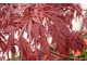 Acer palmatum 'Dissectum Atropurpureum'