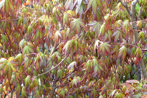 Acer palmatum (odmiana nieznana, przypuszczalnie Sango-Kaku) oprócz atrakcyjnych liści ma czerwone gałązki