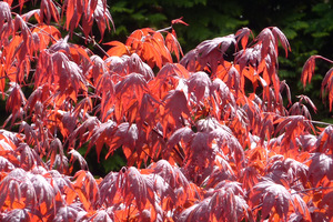 Acer palmatum  'Atropurpureum'  - liście w słońcu