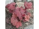 Heuchera 'Autumn Leaves'