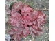 Heuchera 'Cajun Fire'