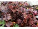 Heuchera 'Cappucino' i 'Chocveil'