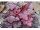 Heuchera 'Fire Chief'