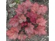 Heuchera 'Georgia Peach'