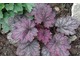 Heuchera 'Midnight Bayou'