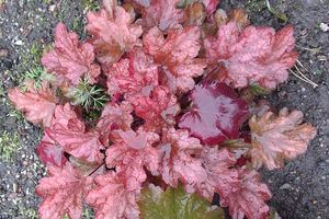 Heuchera ' Peach Flambe'