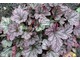 Heuchera 'Purple Rain Forest'