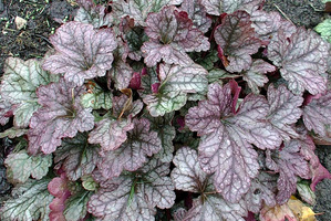 Heuchera 'Purple Rain Forest'