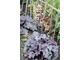 Heuchera 'Szanghai'