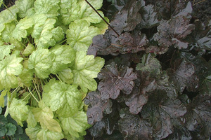 Heuchera 'Havana' i 'Noid'