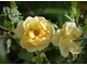 Rosa rugosa 'Agnes' - jedna z niewielu róż pomarszczonych o żółtych kwiatach