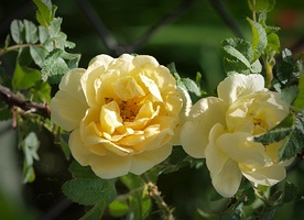 Rosa rugosa 'Agnes' - jedna z niewielu róż pomarszczonych o żółtych kwiatach