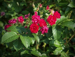 Rosa  'F.J. Grootendorst' - mieszaniec Rosa rugosa, powtarza kwitnienie