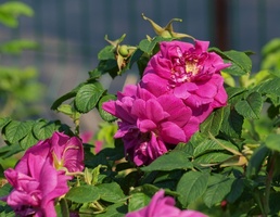 Rosa rugosa 'Hansa' - róża pomarszczona, powtarzająca kwitnienie