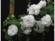 'Alba Maxima' - róża historyczna biała, sprzed 1500 roku, do tej pory często spotykana w wiejskich ogródkach