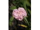 'Fantin Latour' - róża stulistna (prowansalska)