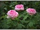 'Comte de Chambord' - powtarzająca kwitnienie róża portlandzka