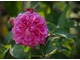  'Reine des Violettes' - remontantka o bujnym wzroście, powtarzająca kwitnienie