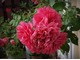 'Rosarium Uetersen' - jedna z popularniejszych róż pnących