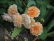 'Buff Beauty' - mieszaniec piżmowy o cechach róży pnącej, jedna z najlepszych odmian tej klasy