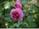 'Louise Odier' - róża burbońska. Klasyka wśród róż