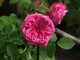 'Paul Ricault' - róża historyczna, stulistna, zaliczana również przez niektórych do róż burbońskich. Strefa 4b