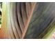 Zwykłe kanny mają liście zielone, natomiast ciekawe odmiany zabarwione są na brązowo, bordowo lub są paskowane czy pstre