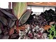 Kanna o ciemnych liściach w mojej dawnej kolekcji czarnych roślin w towarzystwie żurawki, szczawika i bratków