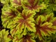 Heucherella "Golden Zebra"