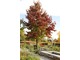 Liquidambar styraciflua