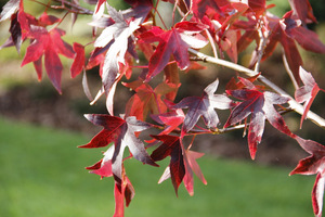 Liquidambar styraciflua - liście